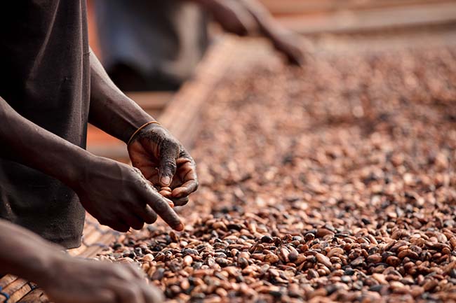 Trzykrotny wzrost ceny kakao. Gorzkie prognozy w Dniu Czekolady