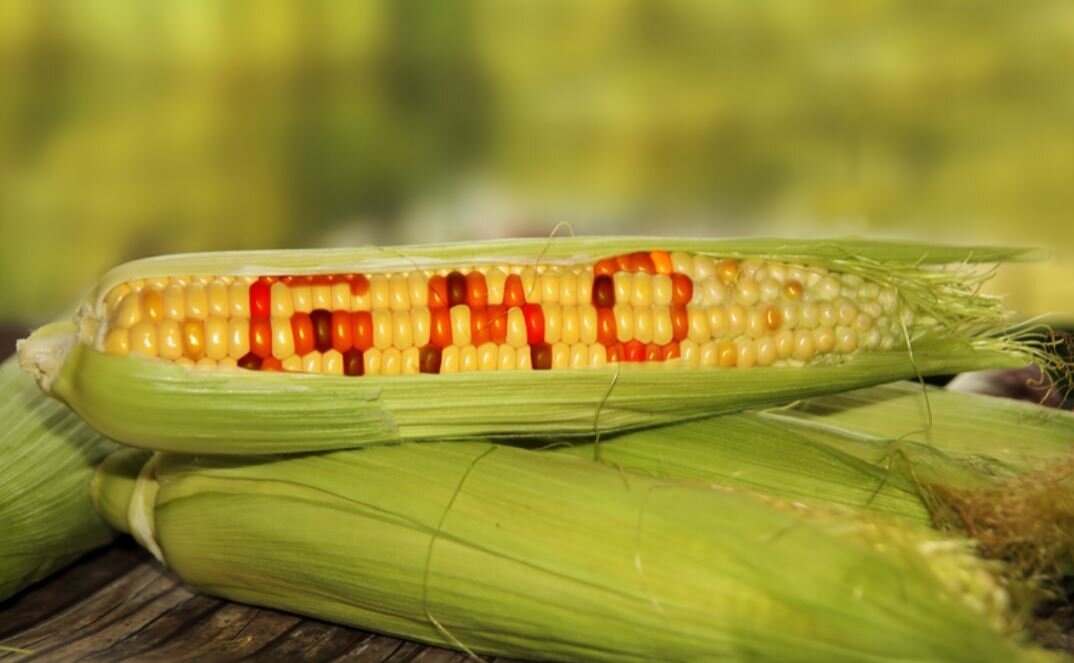 Nowy termin zakazu stosowania pasz GMO: sejm przesunął wprowadzenie na 2030 rok