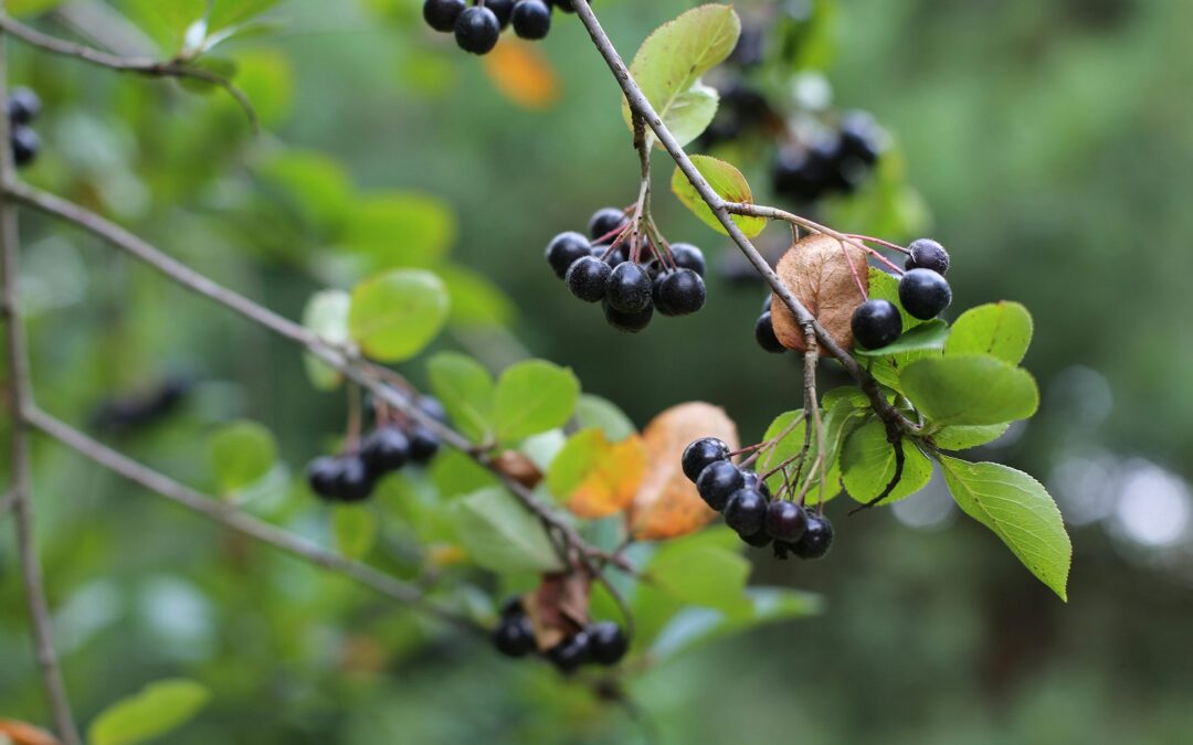 Aronia – polska królowa jagód na światowym rynku