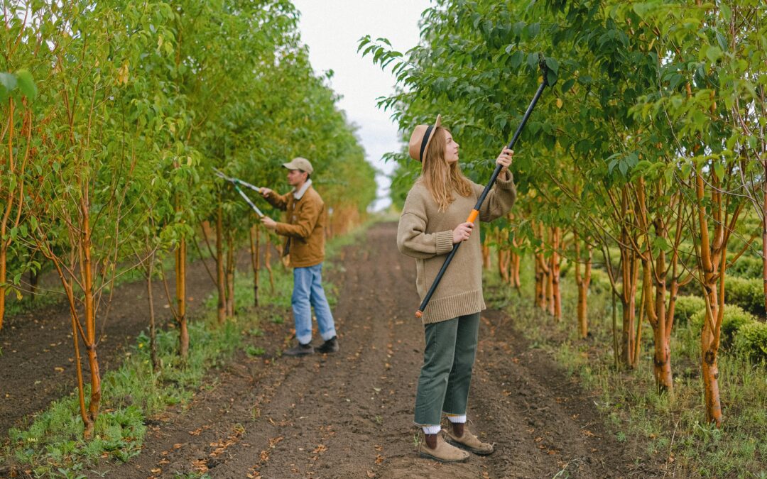 Nowa Wspólna Polityka Rolna po 2027 roku: szansa na transformację czy ryzyko kroków wstecz dla rolnictwa ekologicznego?